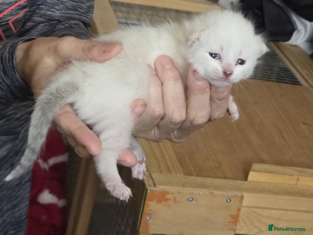 Savannah cats for sale: Savannah cross kittens - Image 1