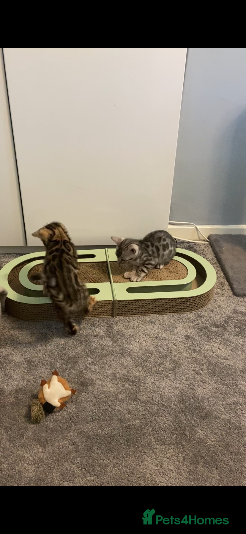 Bengal cats for sale: GCCF Registered Pedigree Kittens  - Advert 7