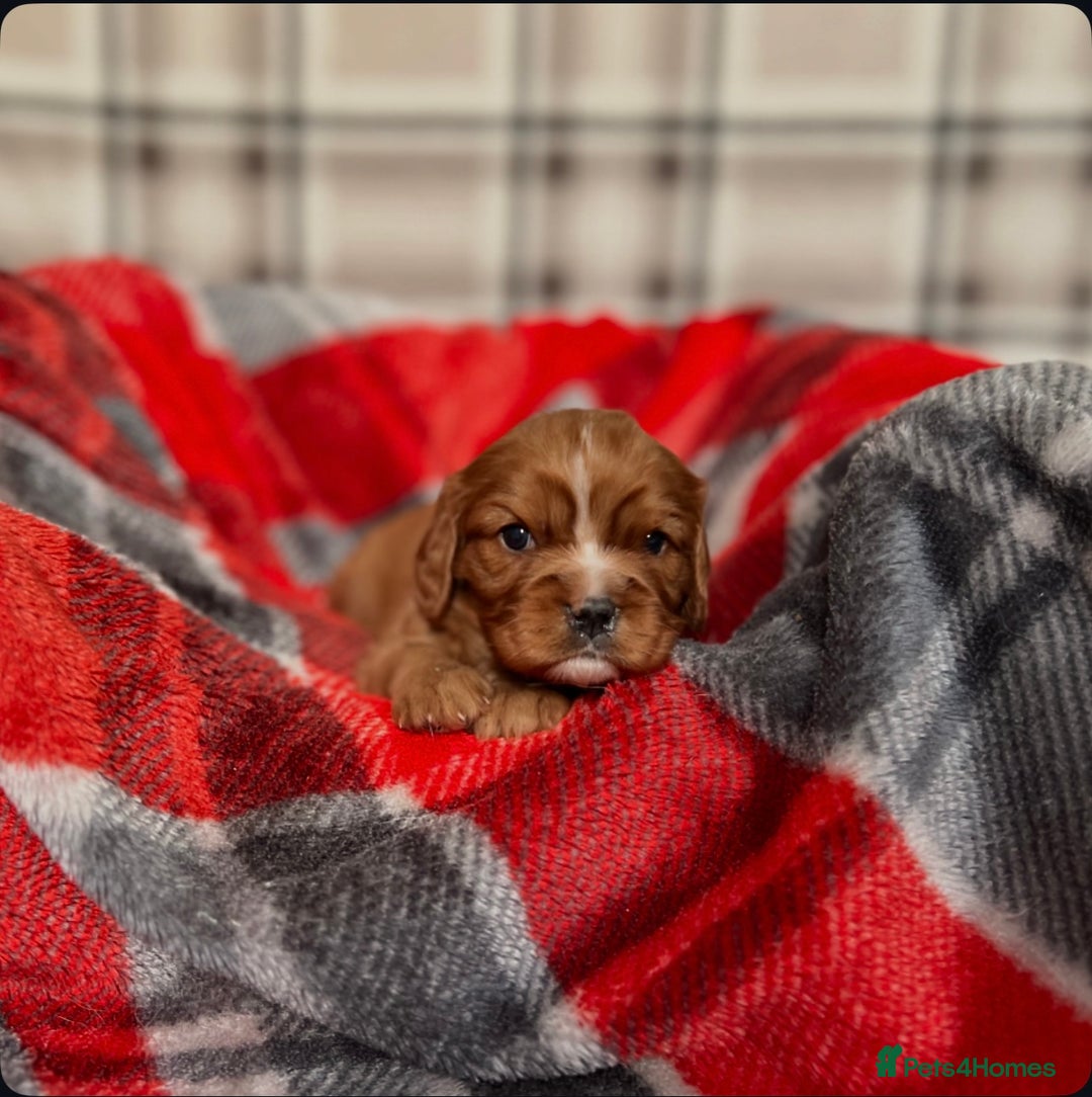 Cavalier King Charles Spaniel dogs for sale: STUNNING CAVALIER KING CHARLES PUPPIES  - Advert 9