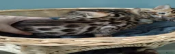 Bengal cats for sale: Tica RG pure bengels in Chesterfield - Advert 5