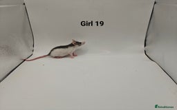 Rat rodents for sale: October Litters: 32 Rats For Sale - Image 34