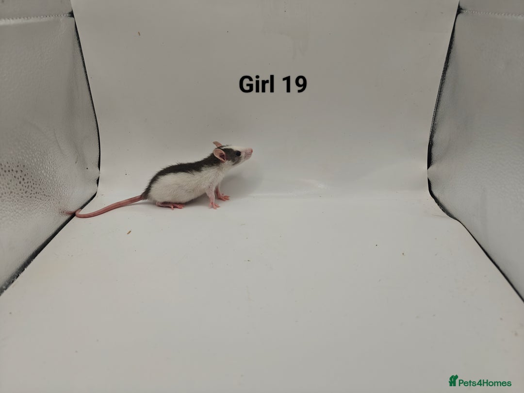 Rat rodents for sale: October Litters: 32 Rats For Sale - Image 34