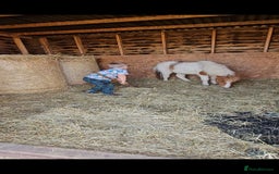 Miniature horses for sale: Pure bred American miniature and mini spotted  - Advert 8