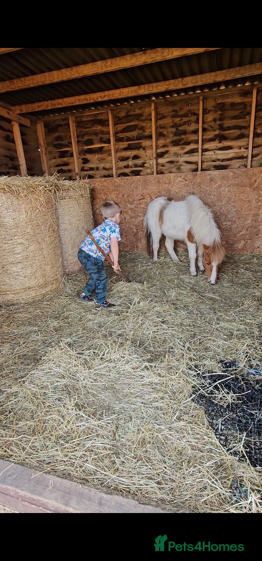 Miniature horses for sale: Pure bred American miniature and mini spotted  - Advert 8