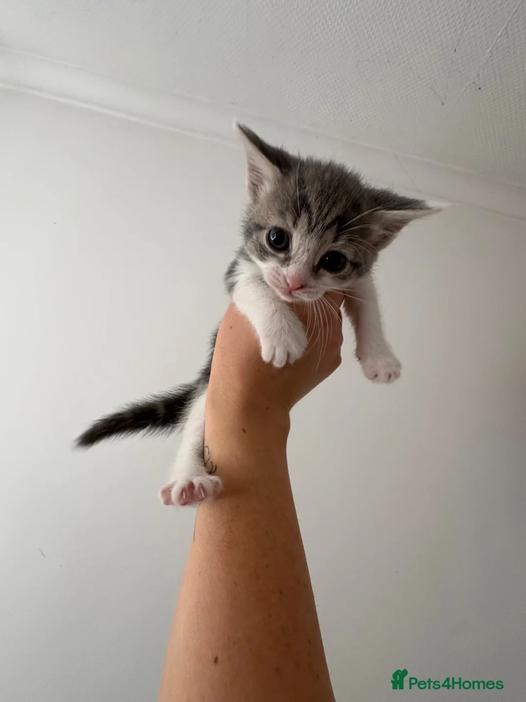 Siamese cats for sale: Mummy Sonny  - Advert 1