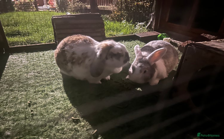 Dutch rabbits - Advert 2