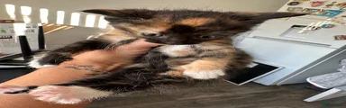 Mixed Breed 2
