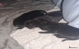Pug dogs for sale: Boy pug - Image 3