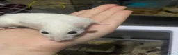 Mouse rodents for sale: Multimammates  - Advert 8