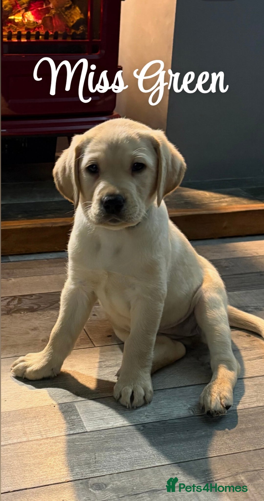Labrador Retriever dogs for sale: Stunning litter of Labrador puppies - Advert 1