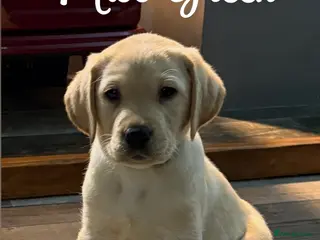 Labrador Retriever dogs Stunning litter of Labrador puppies - Advert 2