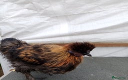 Chickens poultry for sale: Rhode island red, silkie and white rock cockerels - Image 2
