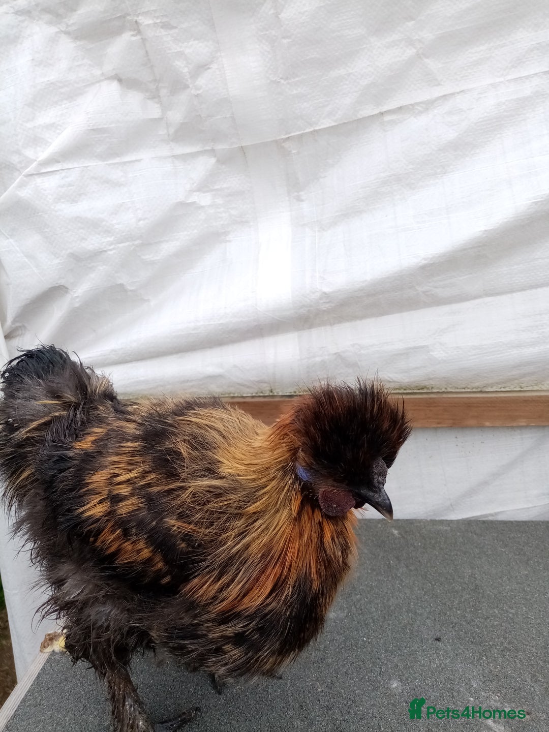 Chickens poultry for sale: Rhode island red, silkie and white rock cockerels - Image 2