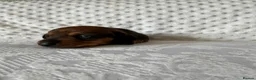 Miniature Dachshund dogs for sale: KC champion bloodline PRA clear minature dachshund - Advert 8