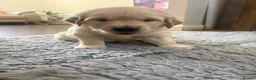 Golden Retriever dogs for sale: Golden Retiever puppies  - Advert 10