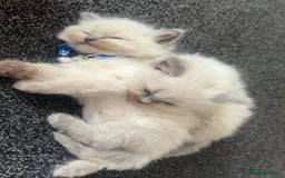 Ragdoll cats for sale: Beautiful Ragdoll Kittens ready to go!💙 - Image 21