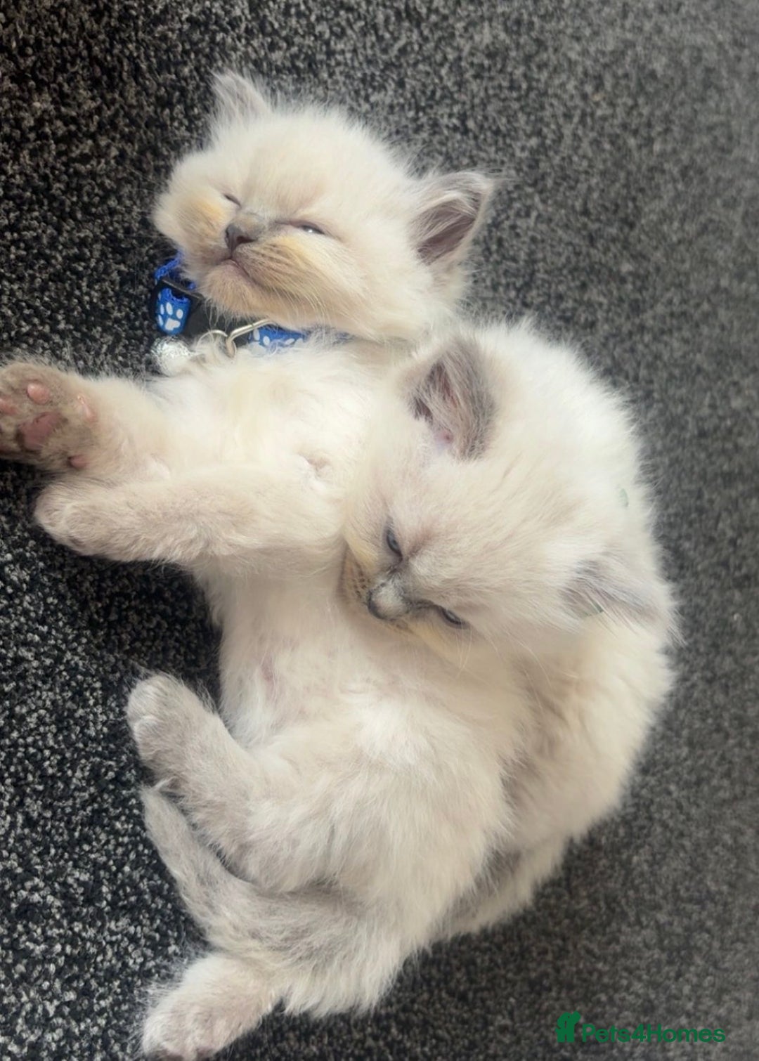 Ragdoll cats for sale: Beautiful Ragdoll Kittens ready to go!💙 - Image 21