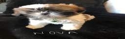Shih Tzu dogs for sale: Beautiful Shih Tzu puppies  - Advert 11