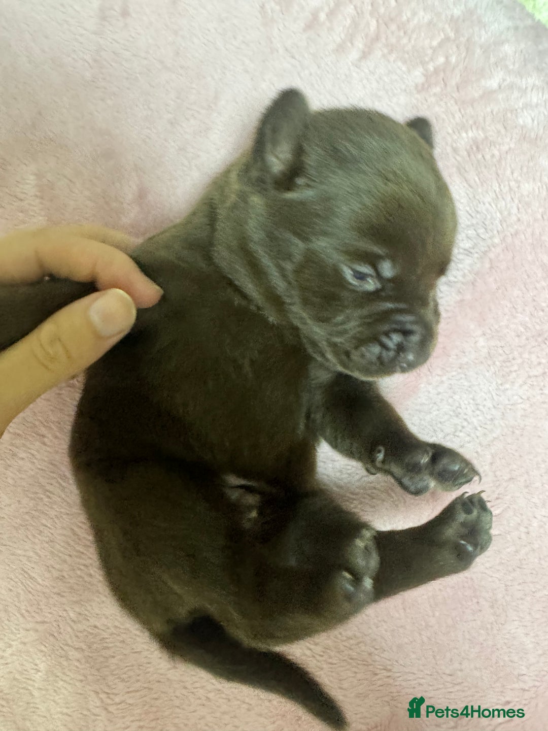 Mixed Breed dogs for sale: Shar Pei cross breed X Labrador Puppies  - Advert 38