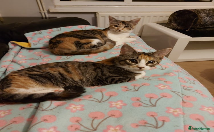 Maine Coon cats - Advert 2