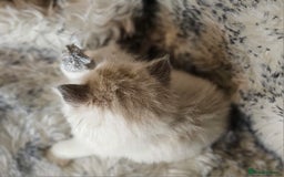 Ragdoll cats for sale: 4 Ragdoll Boys  - Image 8