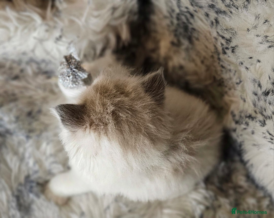 Ragdoll cats for sale: 4 Ragdoll Boys  - Image 8