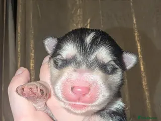 Alaskan Malamute dogs 8 beautiful long haired Alaskan Malamutes - Advert 2