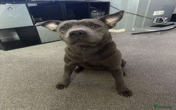 Mixed Breed dogs for sale: Keeba - Image 1