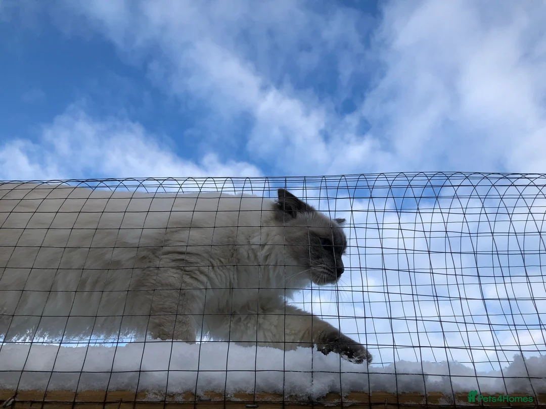 Ragdoll cats for stud: Stud Gccf Active duel Tica blue point  in Grantham - Advert 9