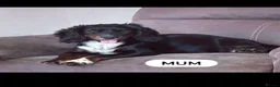 Cocker Spaniel dogs for sale: Cocker spaniel puppies  - Advert 6