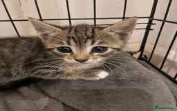 Domestic Shorthair cats for sale: Mixed colour kittens  - Image 2