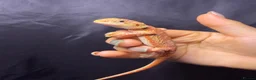 Bearded Dragon reptiles for sale: Hypo, Trans Blue bar leatherback and standard back in Southsea - Advert 8
