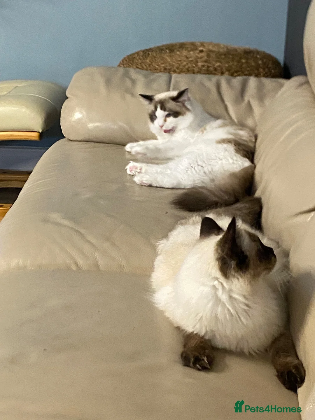 Ragdoll cats for sale: 1 Year Old Ragdoll Females- TICA registered - Advert 2