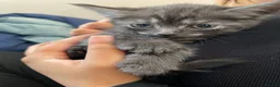 Mixed Breed cats for sale: Scottish fold / straight kittens  - Advert 3