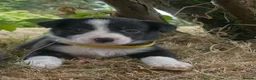 Border Collie dogs for sale: Stunning Border Collie Puppies in Llandovery - Advert 15