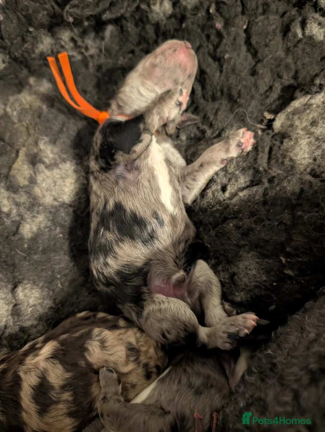 Goldendoodle dogs for sale: Unique goldendoodle puppies  - Advert 6