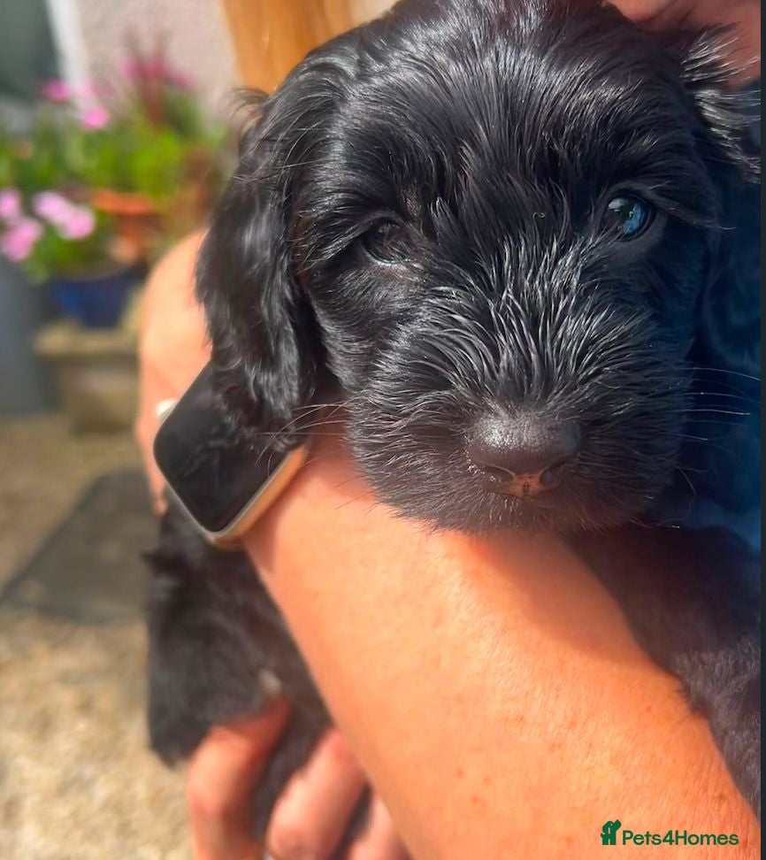 Bordoodle dogs Miniature Bordoodle Puppies - Advert 2
