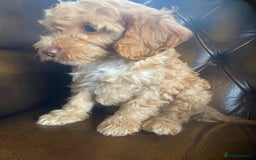 Cockapoo dogs for sale: Cockapoos  - Image 19