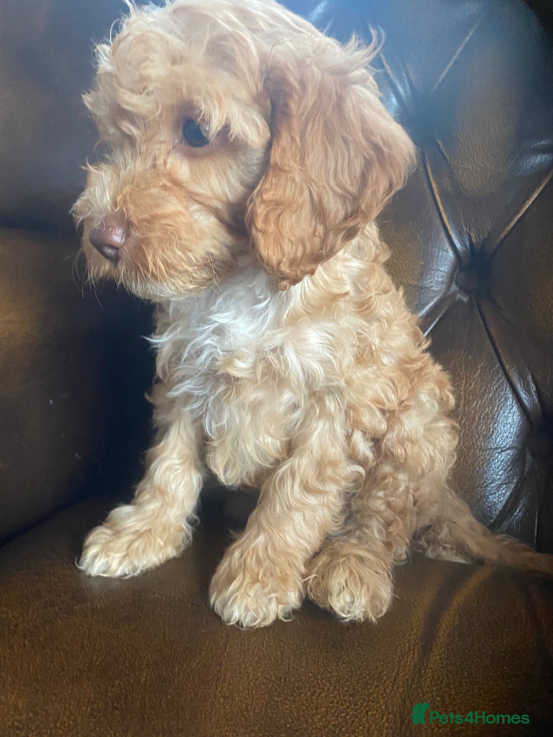 Cockapoo dogs for sale: Cockapoos  - Image 19