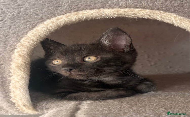 Maine Coon cats - Advert 3