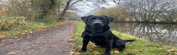 Labrador Retriever dogs for stud: Working Black Labrador Stud - Advert 9