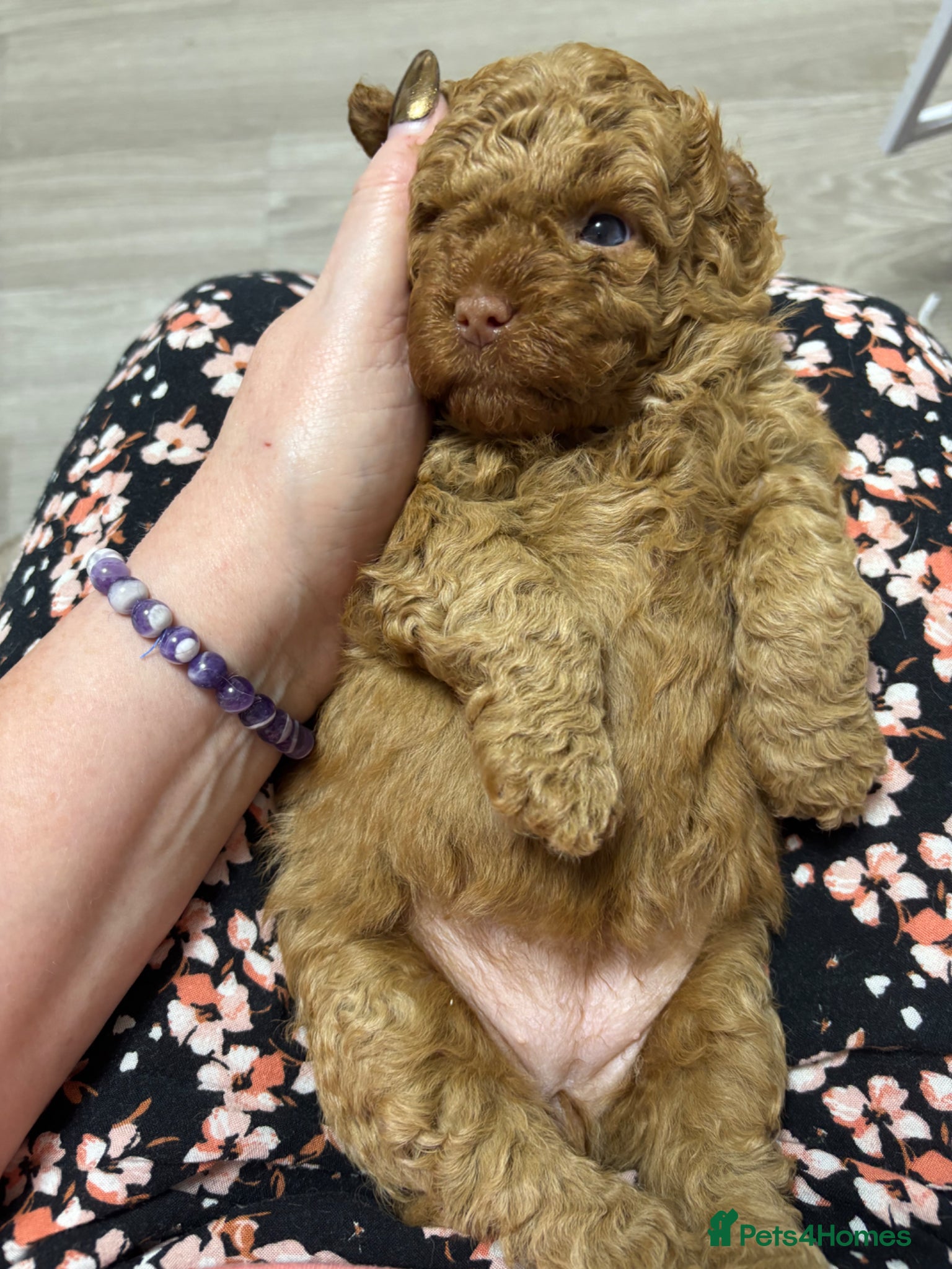 Poochon dogs Toy poochon pups chocolate and tan - Advert 8