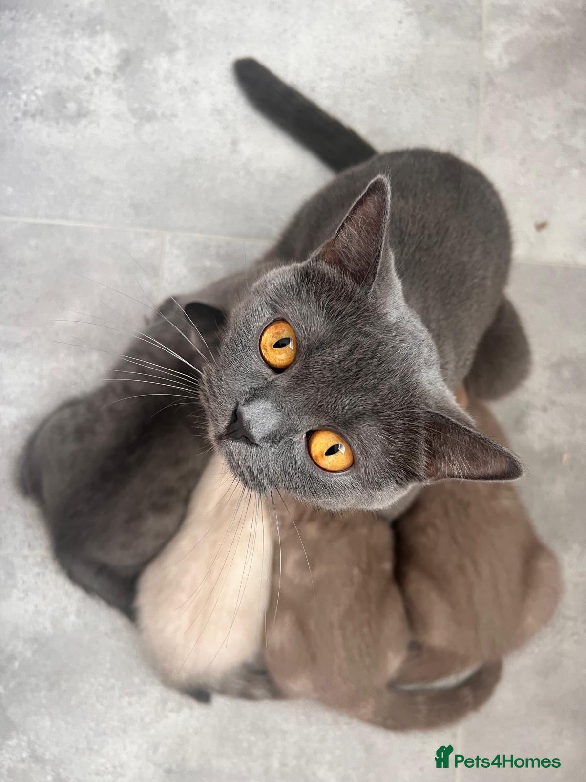 British Shorthair cats 🐾 GCCF Registered British Shorthair Kittens  - Advert 2