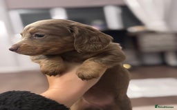 Miniature Dachshund dogs for sale: Gorgeous Miniature Daschunds  - Image 22