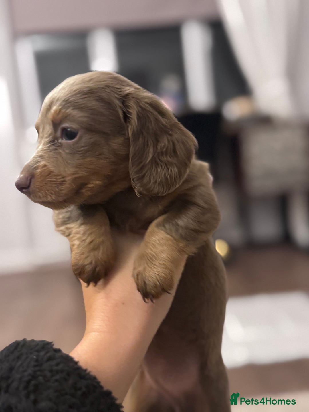 Miniature Dachshund dogs for sale: Gorgeous Miniature Daschunds  - Image 22