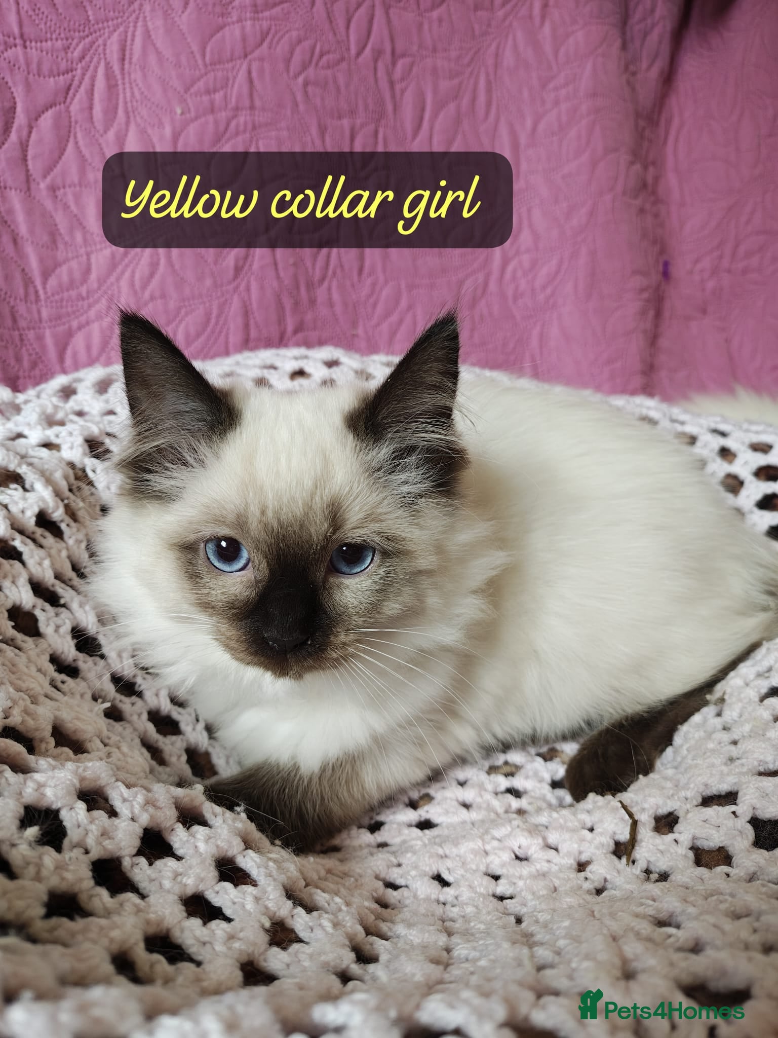 Ragdoll cats 💖Beautiful GCCF Registered Ragdoll Kittens. - Advert 1