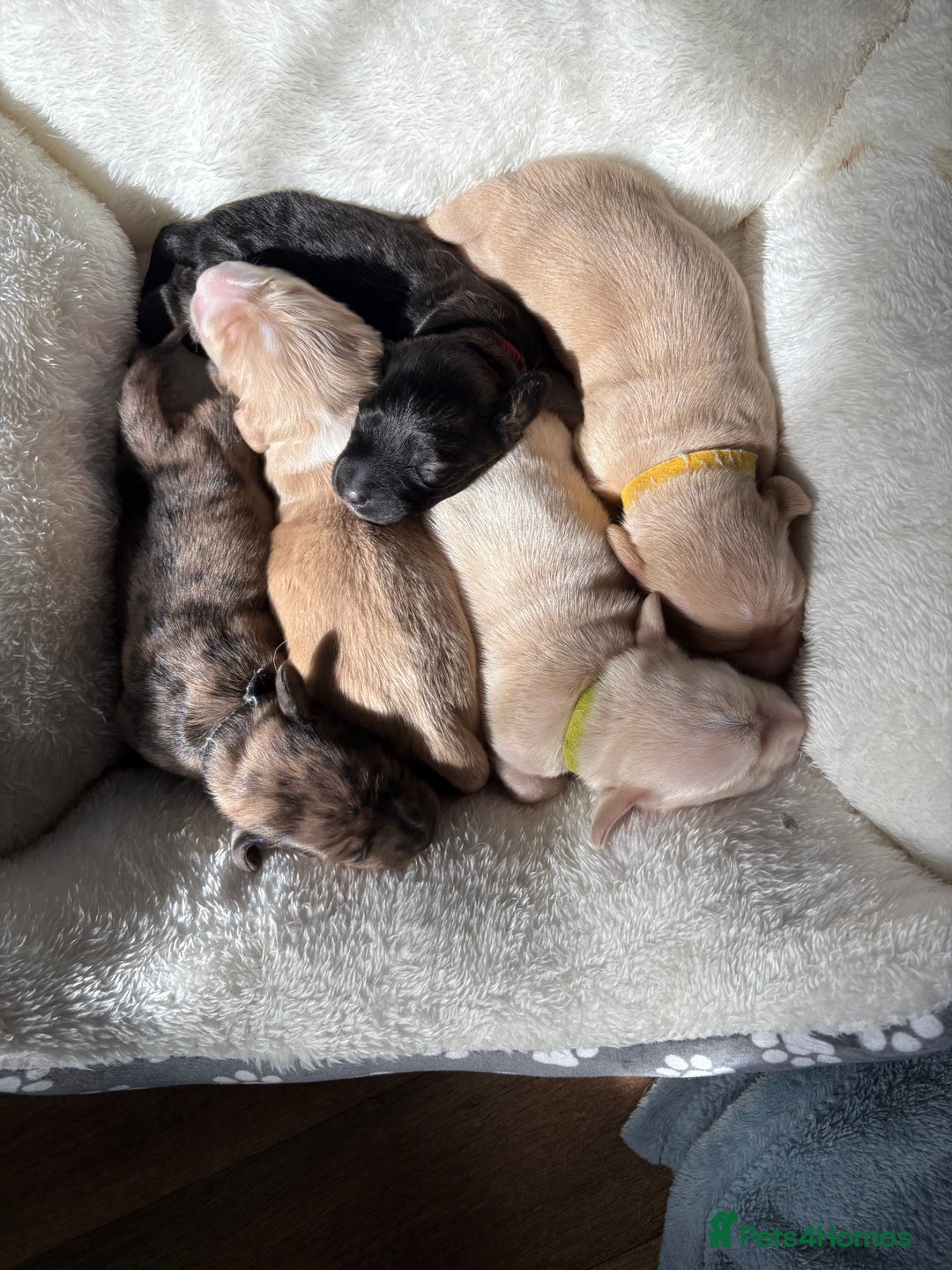 Miniature Dachshund dogs for sale: 5 Delicious Miniature Dachshund  - Image 1