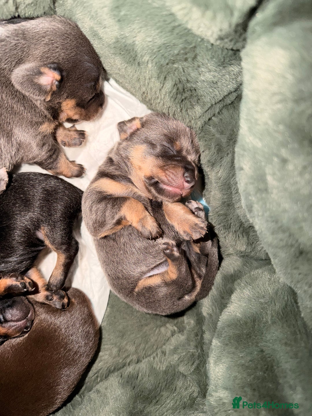 Chiweenie dogs for sale: 3 Gorgeous Girls & 2 Beautiful Boys  - Advert 4