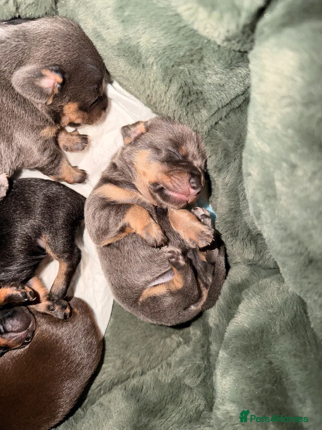 Chiweenie dogs for sale: Miniature Dachshund x Chihuahua  - Advert 23