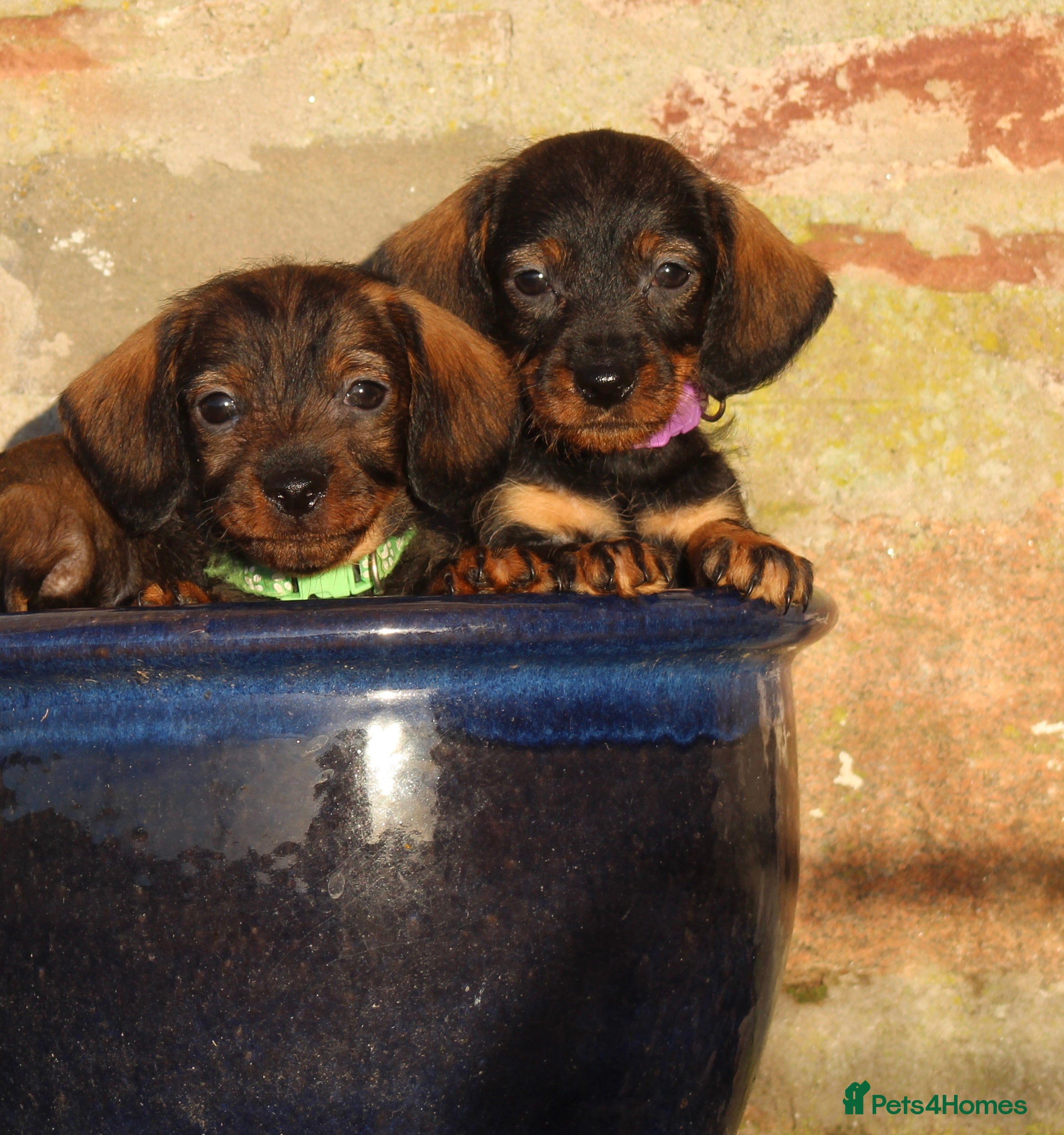 Dachshund dogs Wire haired Teckel puppies  - Advert 5